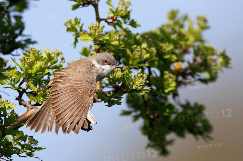 Clapper warbler (Curruca curruca) (Syn. Sylvia curruca) stretches its wings on a branch, Flusslandschaft Peenetal nature park Park, Mecklenburg-Western Pomerania, Germany, Europe