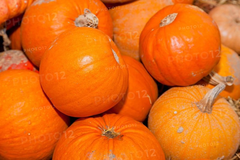 Pumpkins (Cucurbita) (Cucurbitaceae) are a genus of plants in the gourds . Five species are cultivated: Cucurbita argyrosperma, siam pumpkin (Cucurbita ficifolia), squash (Cucurbita maxima), musk squash (Cucurbita moschata) and garden pumpkin (Cucurbita pepo)