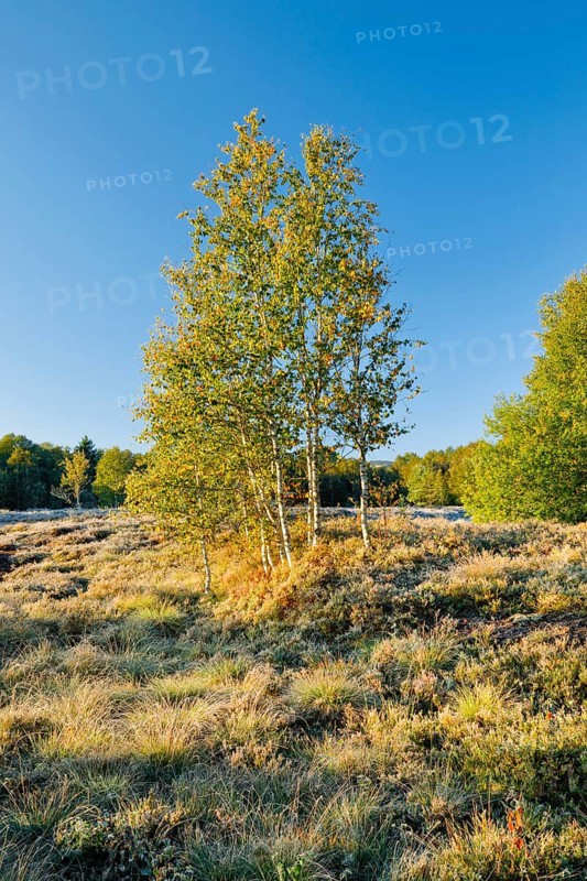 Yellow birch trees in the morning light on a moorland overgrown with heather near Les Ponts-de-Martel in the canton of Neuchâtel, Switzerland, Europe