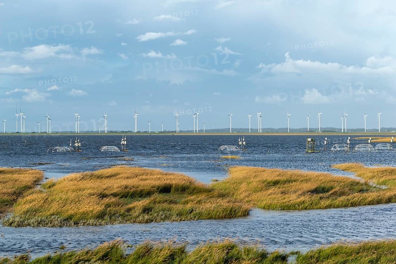 Flooded salt marshes at the Hamburger Hallig, University of Hamburg, Warming experiment, Warming domes, Wind turbines in the Reußenkögen, North Frisia, Schleswig-Holstein, Northern Germany, Germany, Europe