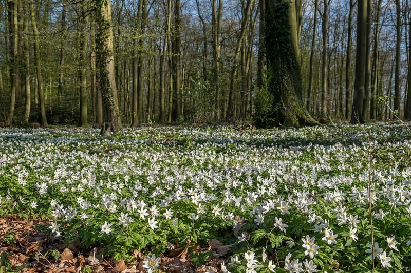 Forest floor covered with wood anemone (Anemone nemorosa), Ahaus, Münsterland, North Rhine-Westphalia, Germany, Europe