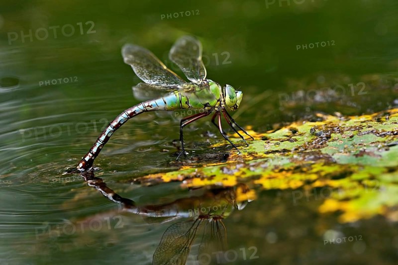 Emperor dragonfly (Anax imperator), laying eggs, Selger Moor, Canton Zurich, Switzerland, Europe