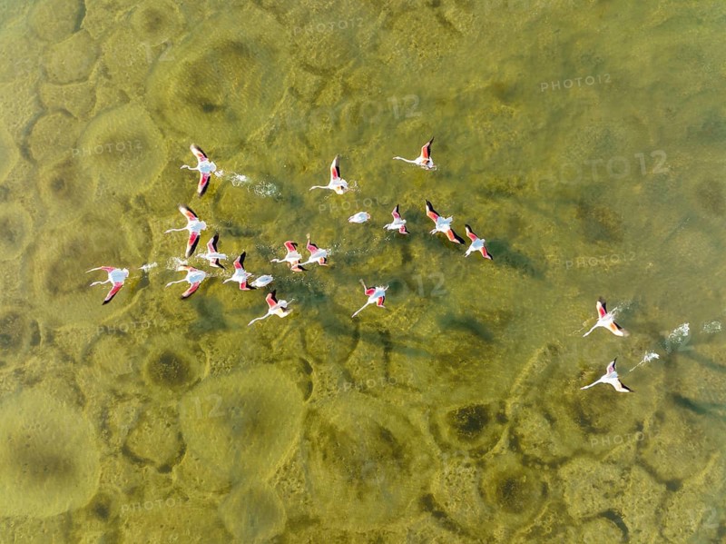 Greater Flamingo (Phoenicopterus roseus), taking off at the shallow lagoon Salinas de Cerrillos with its conspicuous patterns at the bottom, aerial view, drone shot, Almería province, Andalusia, Spain, Europe