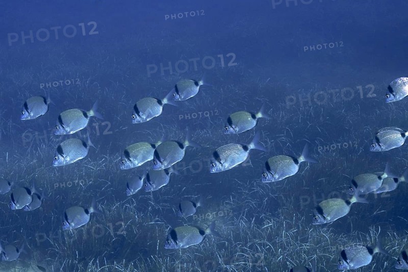 Group, school of common two-banded seabream (Diplodus vulgaris) in the Mediterranean Sea near Hyères. Dive site Giens Peninsula, Côte dAzur, France, Europe