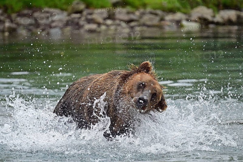 Brown bear (Ursus arctos) hunting for salmon in the water, Lake Clark National Park, Alaska