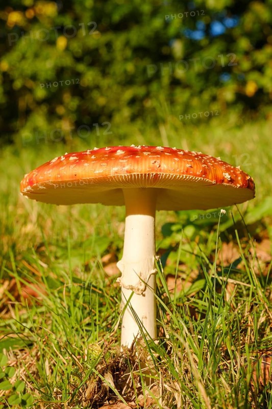 Fly agaric (Amanita muscaria) in a meadow, close-up, Emsland, Lower Saxony, Germany, Europe