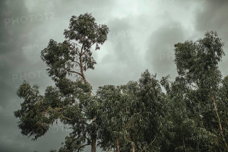 Eucalyptus trees (Eucalyptus globulus), grey sky, San Pedro de Saño, Peru, South America