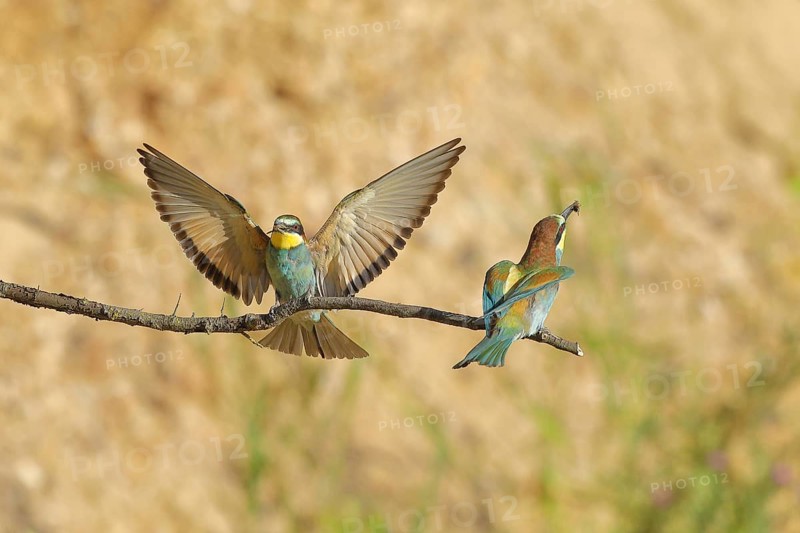 Bee-eater (Merops apiaster) with wings spread to land next to a conspecific on a branch, Rhineland-Palatinate, Germany, Europe