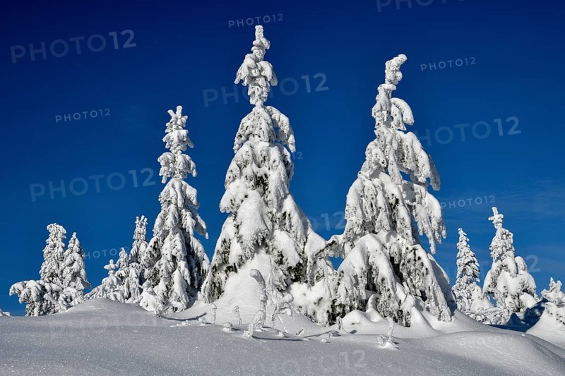 Snowy winter landscape near the Vogelskopf, near Baiersbronn, county Freudenstadt, Black Forest, Baden-Württemberg, Germany, Europe