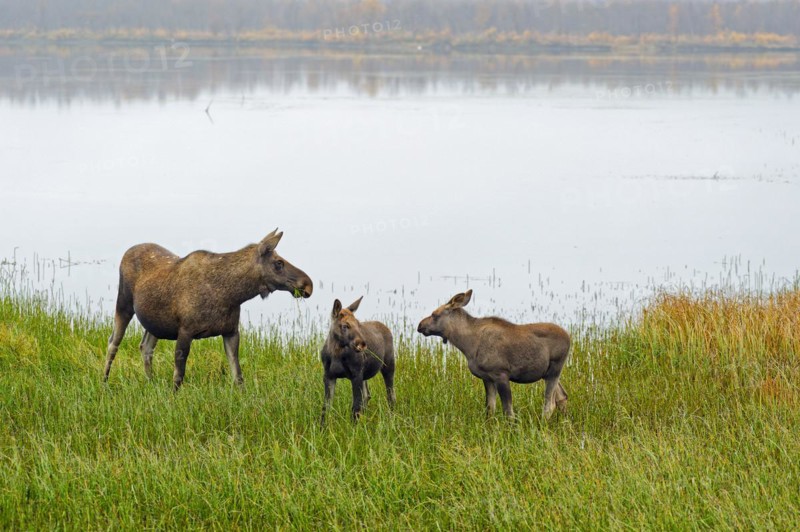Elk (Alces alces) mother with two cubs standing in the grass by a lake, autumn atmosphere, Nikkaluokta, Kiruna, Gällivare, Norrbottens län, Lapland, Northern Sweden, Sweden, Europe