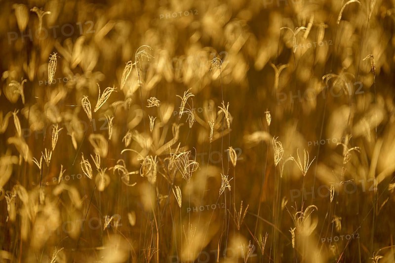 Blades of grass, abstract details against golden sunset light. Hwange National Park, Zimbabwe, Africa