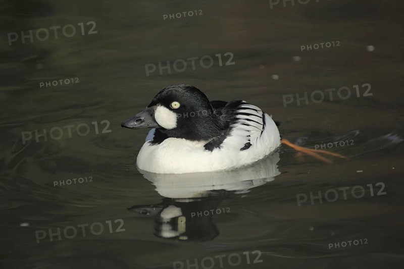 Common Goldeneye (Bucephala clangula), male, swimming, foot, diving ducks, diving duck, Aythyinae, duck birds (Anatidae), duck bird, goose birds, water birds (Anseriformes), waterfowl, goose bird, bird, animal, vertebrate, captive