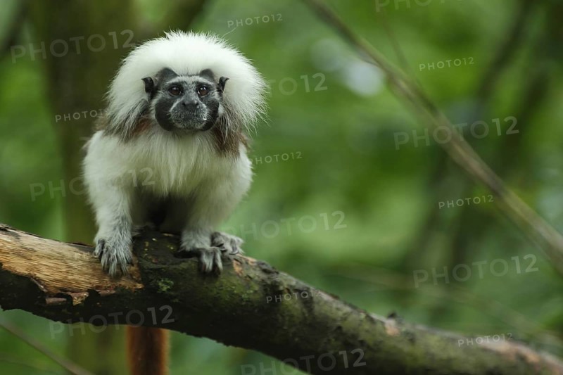 Liszt's (Callitrichidae) monkey, pinché monkey, monkey, tamarin, tamarin, marmoset, cotton-top tamarin (Saguinus oedipus), Anthropoidae, New World monkeys (Platyrrhini), dry-nosed monkeys, monkey, primates, primate, gentleman animals, monkeys, dry-nosed monkey, primates, Haplorhini, mammal, animal, vertebrate, captive