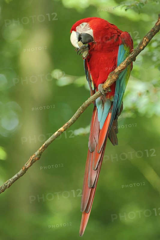 Red-and-green macaw (Ara chloropterus), adult, feeding, captive