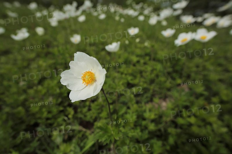 Snowdrop anemone (Anemone sylvestris), flower meadow, habitat, Liliental, Kaiserstuhl, Breisgau, Baden-Württemberg, Germany, Europe