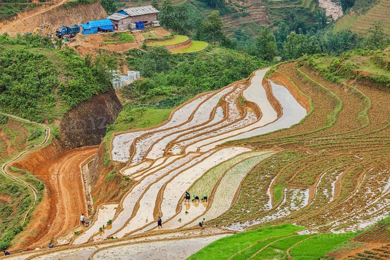 SAPA, VIETNAM, JUNE 10, 2011: Unidentified people working in rice field terraces (rice paddy) near Ta Van village. Vietnam is one of the top rice exporting countries in the world
