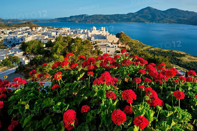 Red geranium flowers with Greek village Plaka in background on Milos island in Greece