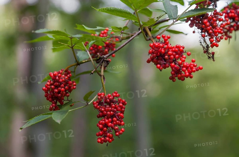 Fruits of the red elder (Sambucus racemosa), Münsterland, North Rhine-Westphalia, Germany, Europe