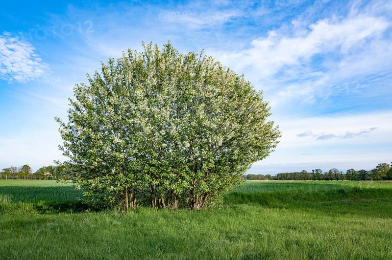 European bird cherry (Prunus padus), flowering, Lower Saxony, Germany, Europe