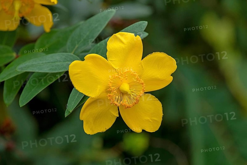 Flower, St John's Wort (Hypericum), ornamental form, Upper Beeding, South Downs, West Sussex, England, Great Britain