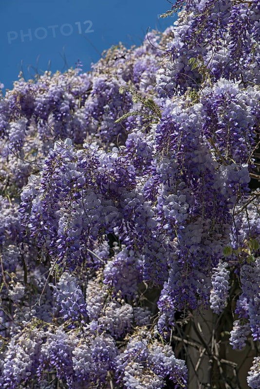 Flowering blue vine (Wisteria), Baden-Württemberg. Germany