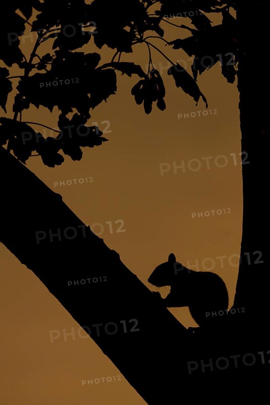 Grey squirrel (Sciurus carolinensis) adult animal in a tree at sunset, Suffolk, England, United Kingdom, Europe