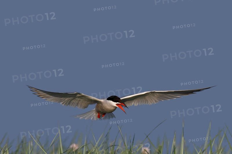 Common Tern (Sterna hirundo), flight study, animal in flight, Lower Saxon Wadden Sea National Park, East Frisian Islands, Lower Saxony, Germany, Europe