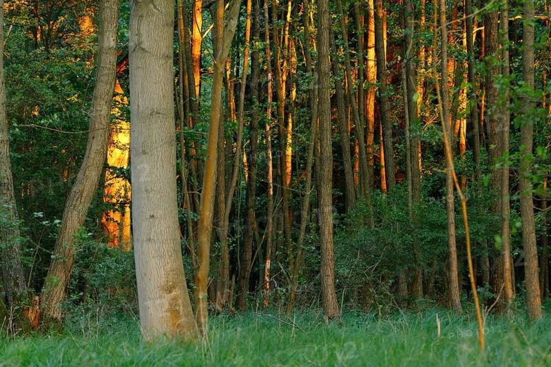 Alder forest in spring shortly after sunrise, Müritz National Park, Mecklenburg-Western Pomerania, Germany, Europe