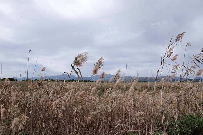 Common reed (Phragmites australis), landscape, nature reserve, biotope, reeds, Parc natural de sAlbufera de Majorca, sky, Majorca, The reeds grow in the wetlands in the nature reserve of Majorca