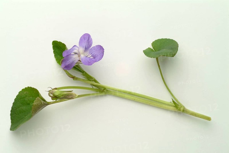Violet, fragrant violet, medicinal plant, herb, wild plant, medicinal use, Viola odorata, Viola mammola