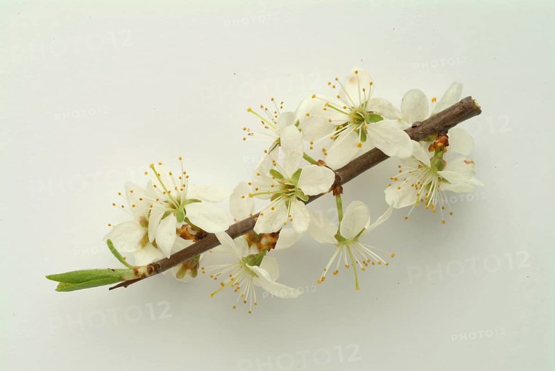 Flower of blackthorn (Prunus spinosa), blackthorn, medicinal plant, fruits, flowers and bark of blackthorn contain vitamins, minerals, tannins and fruit acids, which make it an important medicinal plant. These ingredients have expectorant, antispasmodic, laxative, diuretic, purifying, astringent, anti-inflammatory and stimulating effects