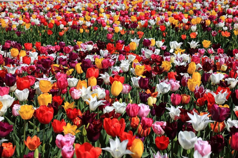 Many colourful tulips in one area