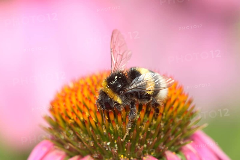 Buff-tailed Bumble Bee on Purple Coneflower (Echinacea purpurea), Germany (Bombus terrestris)