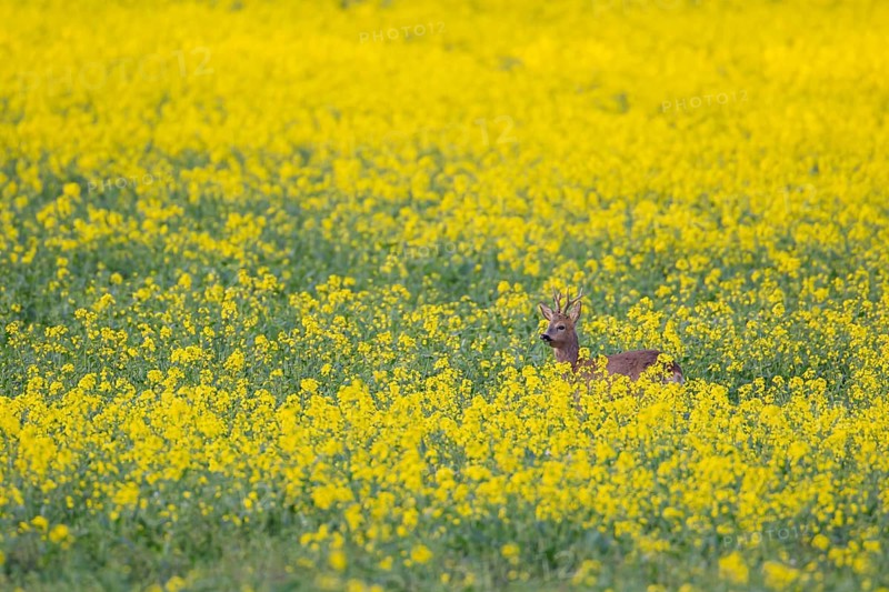 Roe deer (Capreolus capreolus) adult male buck in a summer farmland flowering rapeseed crop, Suffolk, England, United Kingdom, Europe