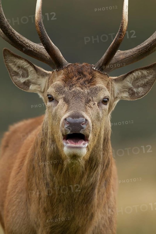 Red deer (Cervus elaphus) adult male stag roaring during the rutting season, Surrey, England, United Kingdom, Europe