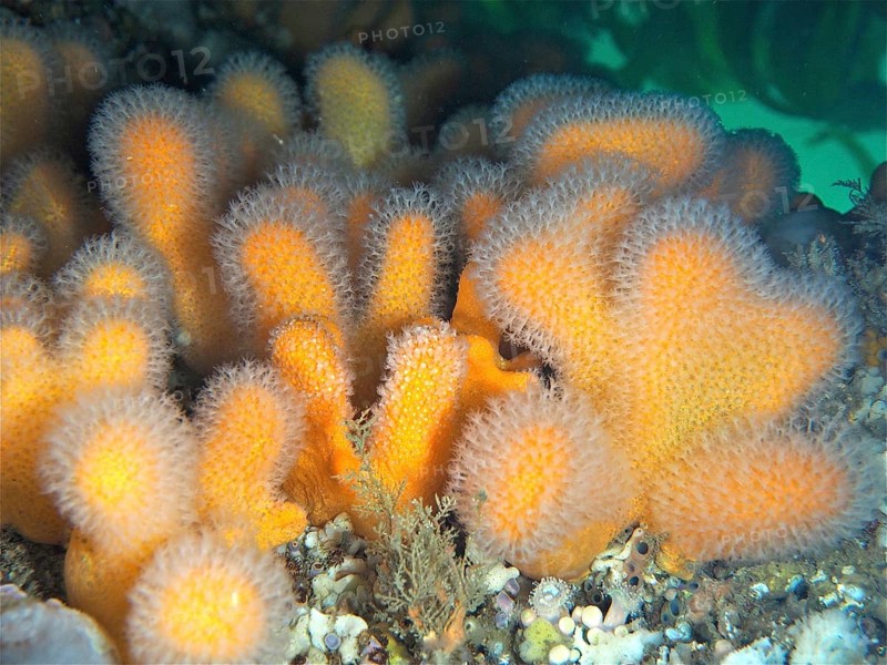 Dead man's fingers (Alcyonium digitatum), dive site Maharees Islands, Castlegregory, Co. Kerry, Irish Sea, North Atlantic, Ireland, Europe