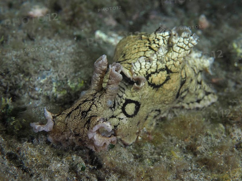 Sea snail spotted sea hare (Aplysia dactylomela) at night. Dive site El Cabron Marine Reserve, Arinaga, Gran Canaria, Spain, Atlantic Ocean, Europe