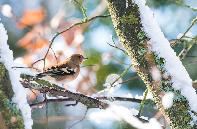 A common chaffinch (Fringilla coelebs), male, sitting on a branch in snowy bushes in frosty weather, snow, blue sky in the background, sunny winter day, morning sun, atmospheric, Lower Saxony, Germany, Europe