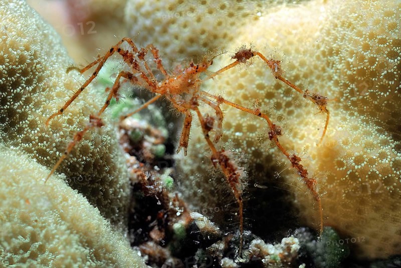 Reddish spider crab (Achaeus spinosus) with long thin legs running like a spider over polyps of small polyp stony coral (Acropora), Red Sea, Egypt, Africa