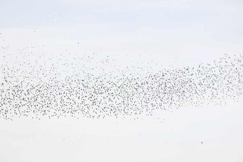 Common (Sturnus vulgaris) starlings fly together, in perfect symbiosis to protect themselves from enemies. Bas-Rhin, Collectivite europeenne d'Alsace, Grand Est, France, Europe