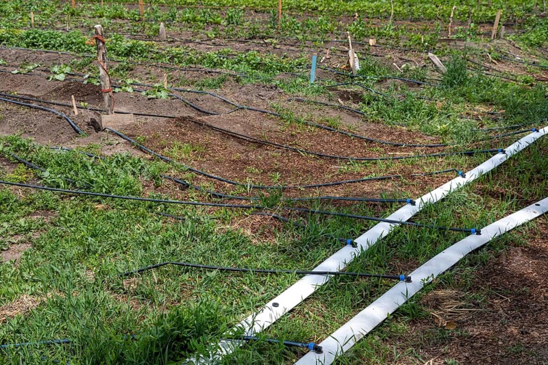 Alamosa, Colorado, Drip irrigation at the Rio Grande Farm Park. The commercial side of the nonprofit farm allows farmers to raise crops for sale. The family side contains smaller plots, where families raise food only for themselves. The farm is irrigated with water from the adjacent Rio Grande
