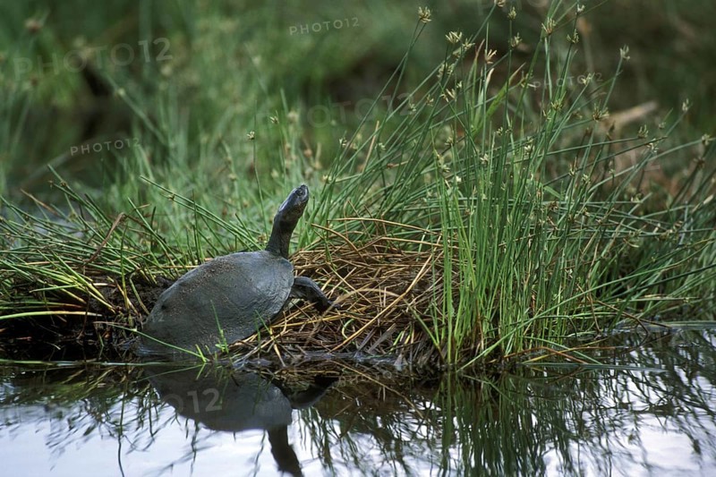Serrated hinged terrapin (Pelusios sinuatus), African serrated mud turtle leaving the water, Kruger National Park, South Africa, Africa