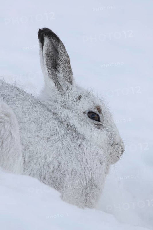 Close-up portrait of mountain hare (Lepus timidus), Alpine hare, snow hare in white winter pelage sitting in the snow, Cairngorms NP, Scotland, UK