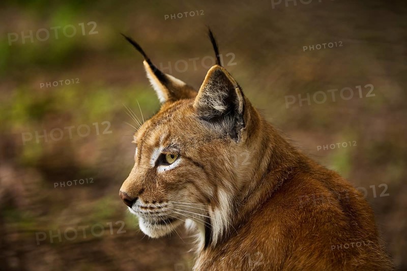 Eurasian lynx (Lynx lynx), northern lynx portrait, captive in Sababurg Zoo, Hofgeismar, Reinhardswald, Hesse, Germany, Europe
