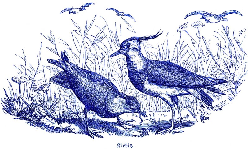 Two Lapwings, Hubertus Hunting and Hunting Scenes, Wild Animals, Grass, Birds, Worm, Feed, Eat, Beak, historical illustration around 1860