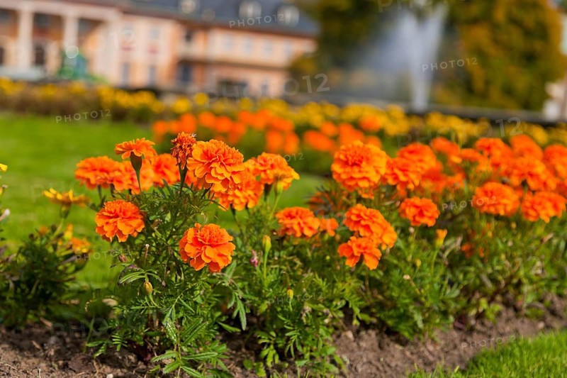(Copyright © www.dresden fotografie.de) (Sylvio Dittrich) (+49 1772156417) Pillnitz Palace Park