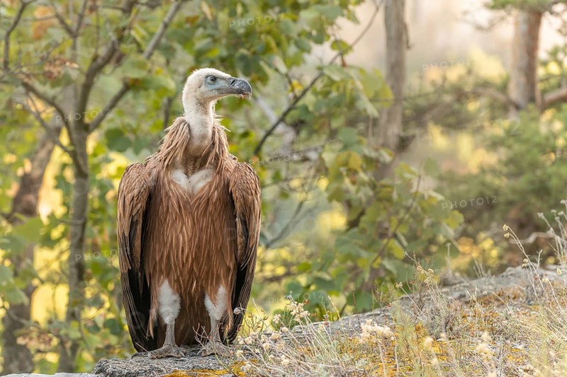 Young Griffon Vulture (Gyps fulvus) found on the ground having left its nest the first time. Cevennes, France, Europe