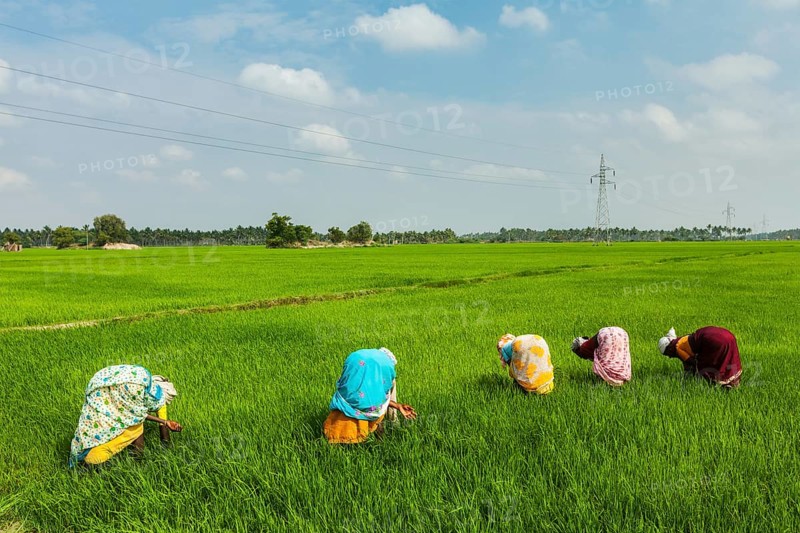 TAMIL NADU, INDIA, FEBRUARY 13, 2014: Unidentified Indian women harvests rice in the paddy field. Rice is the most widely consumed staple food for a large part of the world's human population