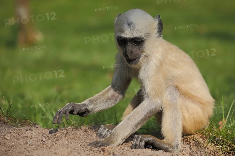 Northern plains gray langur (Semnopithecus entellus), young, ground, captive