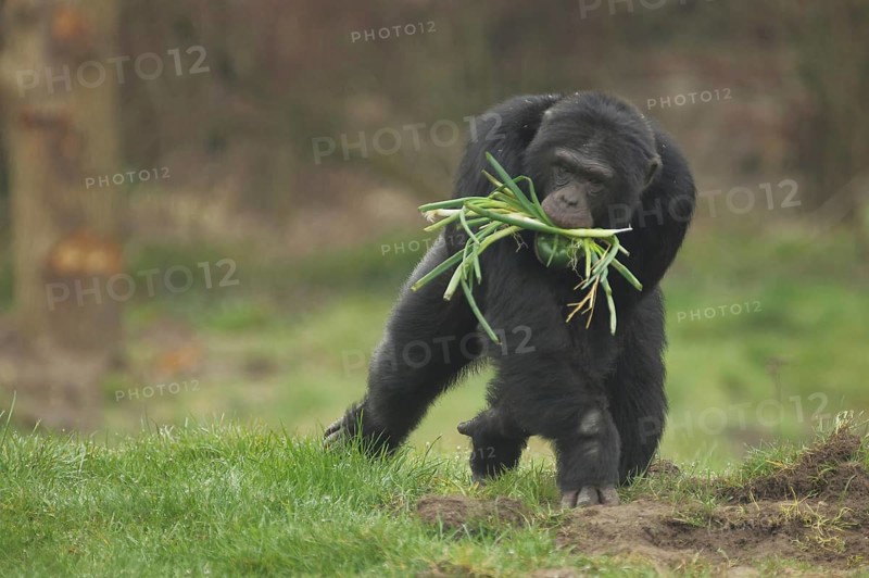 Common (hominidae) chimpanzee (Pan troglodytes), food, mouth, apes, anthropoidae, catarrhines (Catarrhini), dry-nosed monkeys, monkey, primates, primate, gentleman animals, apes, dry-nosed monkey, primates, haplorhini, mammal, animal, vertebrate, captive